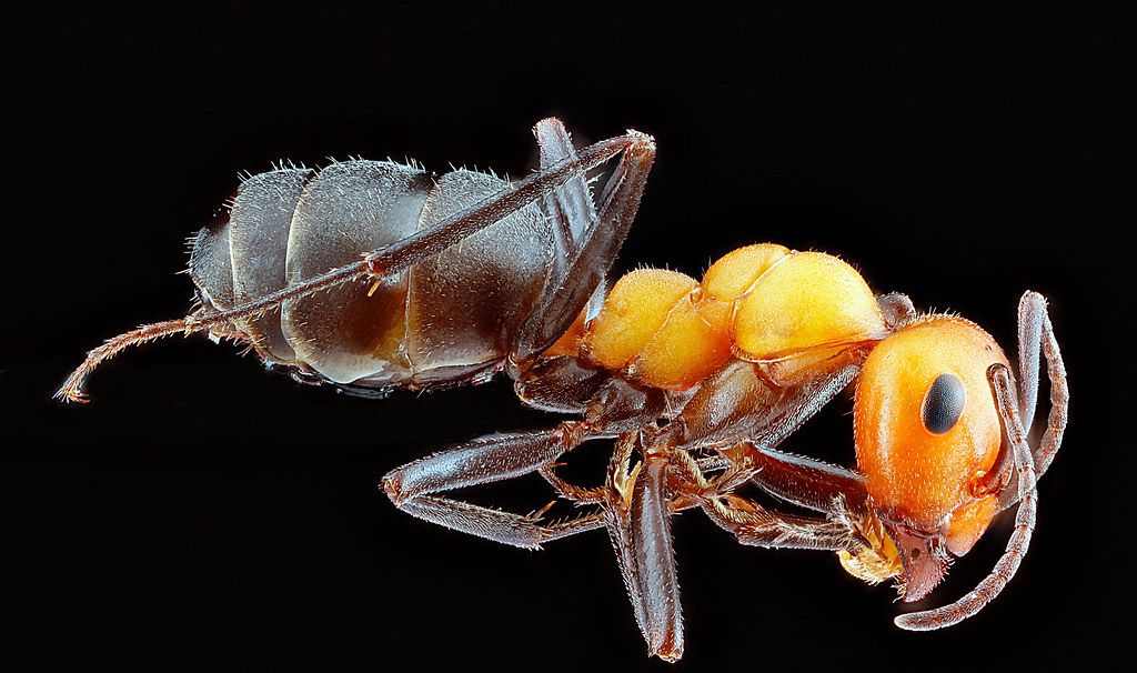 Ant Control service in Woodbury, MN