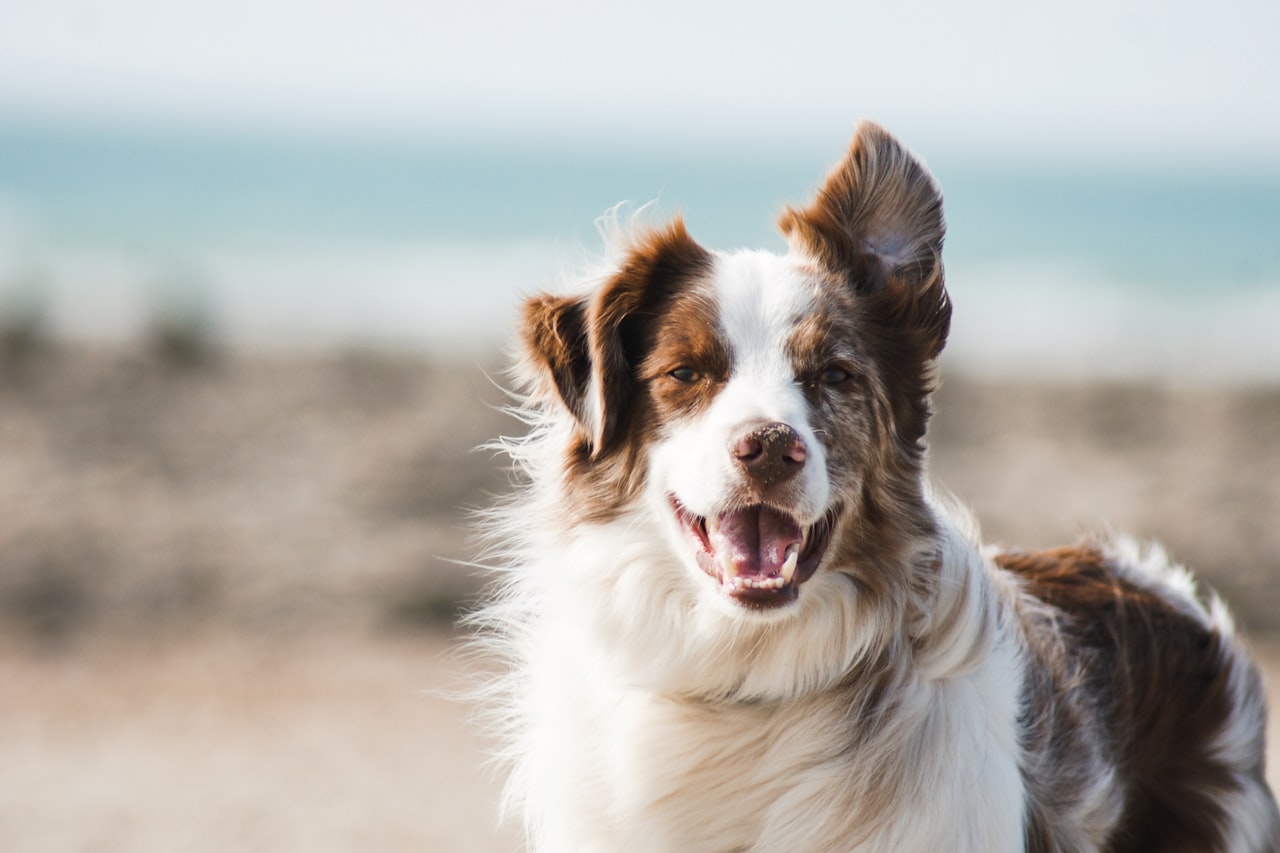 Flea & Tick Control service in Woodbury, MN