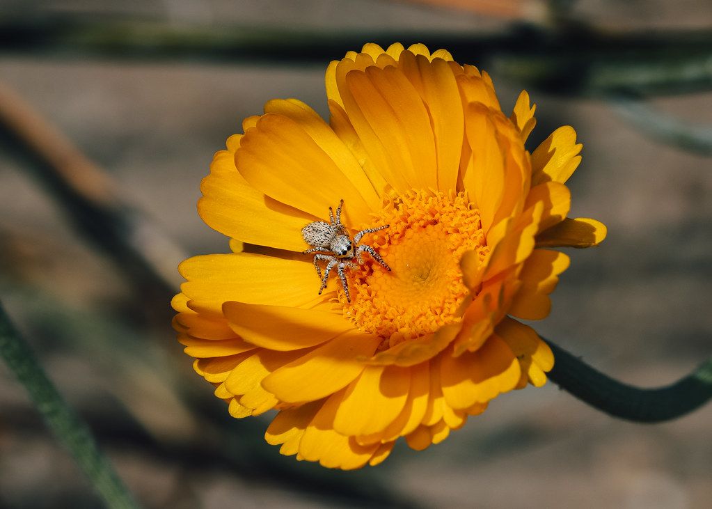 Spider Control service in Woodbury, MN